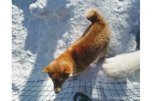成約済の北海道の柴犬-170320の2枚目