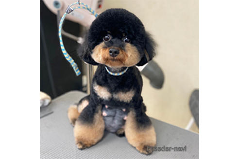 スコーンちゃん1枚目