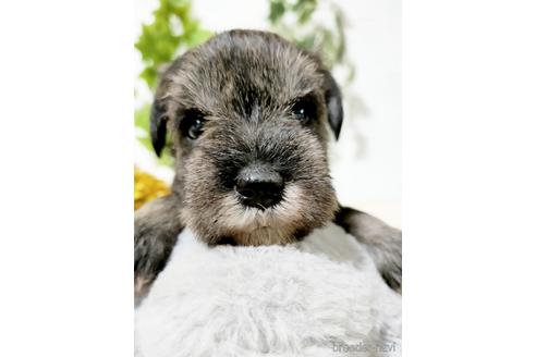 成約済の埼玉県のミニチュアシュナウザー-166833の1枚目