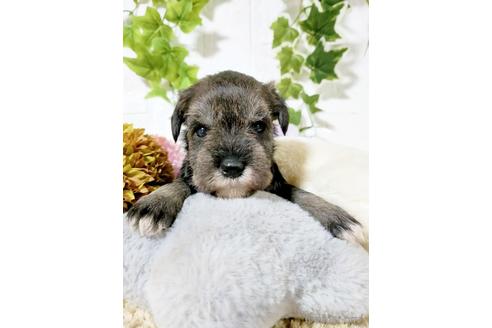 成約済の埼玉県のミニチュアシュナウザー-166833の5枚目