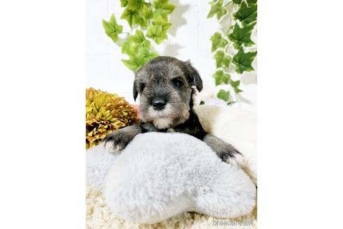 成約済の埼玉県のミニチュアシュナウザー-166833の4枚目