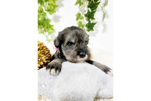 成約済の埼玉県のミニチュアシュナウザー-166833の3枚目