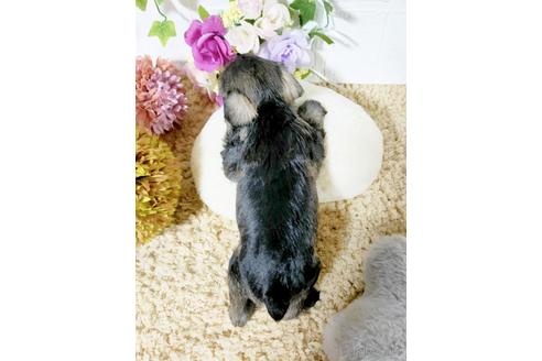 成約済の埼玉県のミニチュアシュナウザー-166833の2枚目