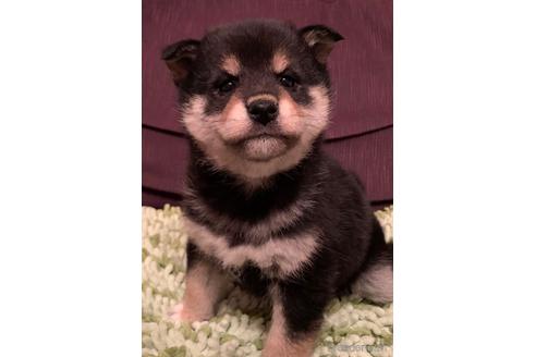 成約済の静岡県の柴犬-170329