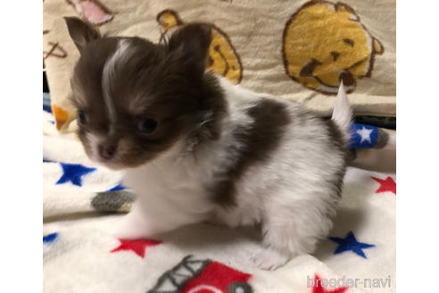 成約済の千葉県のチワワ(ロングコート)-169379の14枚目