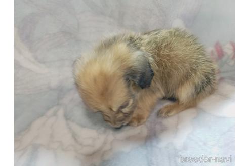 成約済の茨城県のカニンヘンダックスフンド(ロングヘアード)-167391の5枚目