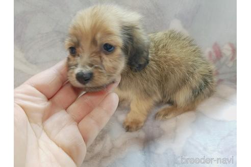 成約済の茨城県のカニンヘンダックスフンド(ロングヘアード)-167391の4枚目