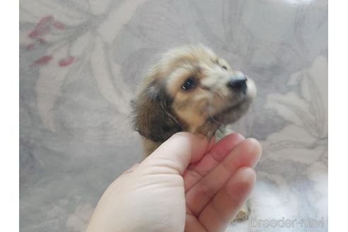 成約済の茨城県のカニンヘンダックスフンド(ロングヘアード)-167391の2枚目