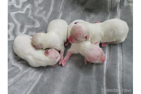 成約済の茨城県のマルチーズ-170351の2枚目