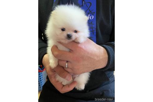 成約済の静岡県のポメラニアン-169167の5枚目
