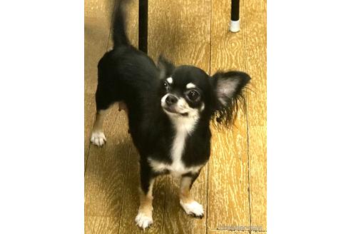 ケイトちゃん1枚目