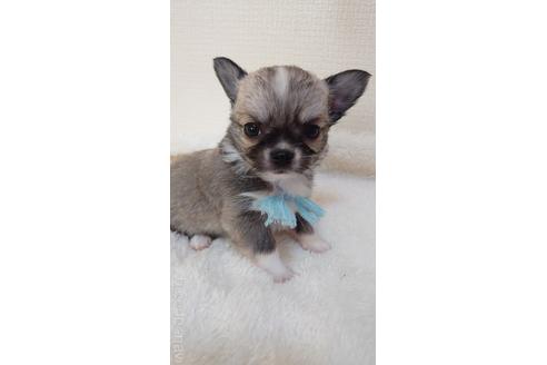 成約済の埼玉県のチワワ(ロングコート)-169940の1枚目