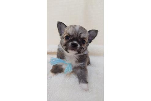 成約済の埼玉県のチワワ(ロングコート)-169940の4枚目