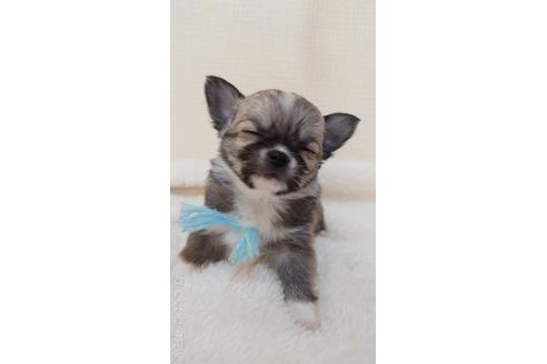 成約済の埼玉県のチワワ(ロングコート)-169940の3枚目