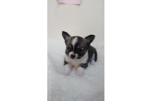 成約済の埼玉県のチワワ(ロングコート)-169944の1枚目