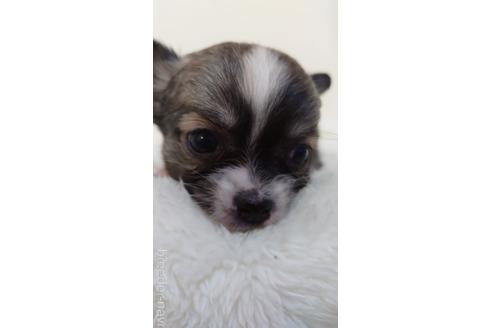 成約済の埼玉県のチワワ(ロングコート)-169944の4枚目