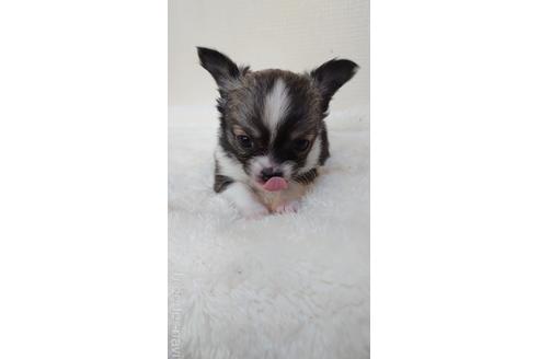 成約済の埼玉県のチワワ(ロングコート)-169944の3枚目