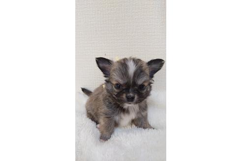 成約済の埼玉県のチワワ(ロングコート)-168589