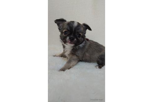 成約済の埼玉県のチワワ(ロングコート)-168588の3枚目