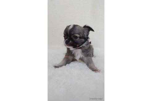 成約済の埼玉県のチワワ(ロングコート)-168588の2枚目