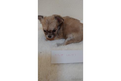 成約済の埼玉県のチワワ(ロングコート)-168586の2枚目