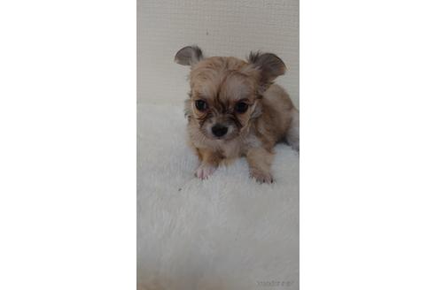 成約済の埼玉県のチワワ(ロングコート)-168586の4枚目