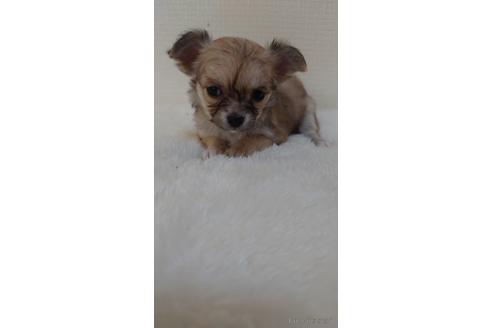 成約済の埼玉県のチワワ(ロングコート)-168586の3枚目