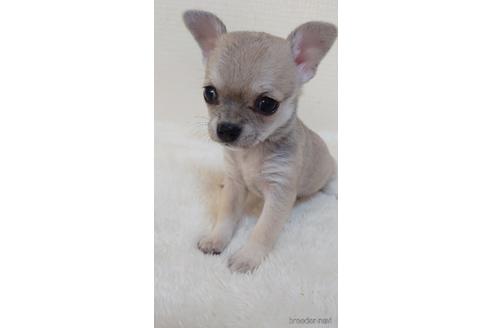 成約済の埼玉県のチワワ(スムースコート)-168585