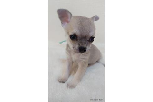 成約済の埼玉県のチワワ(スムースコート)-168585の2枚目