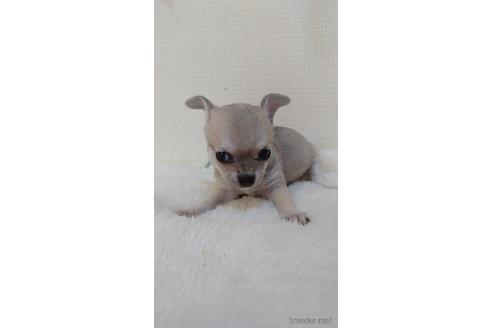 成約済の埼玉県のチワワ(スムースコート)-168585の4枚目