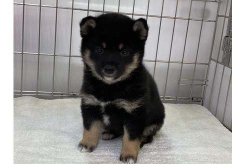 成約済の岡山県の豆柴-165066