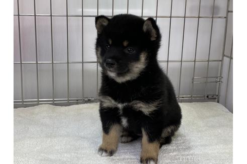 成約済の岡山県の豆柴-165066の4枚目