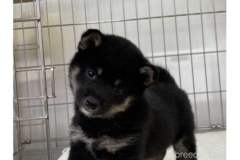 成約済の岡山県の豆柴-165066の3枚目