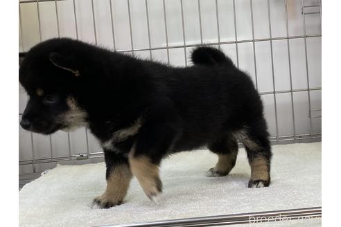 成約済の岡山県の豆柴-165066の2枚目