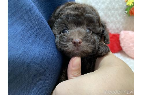 成約済の埼玉県のティーカッププードル-169339の6枚目