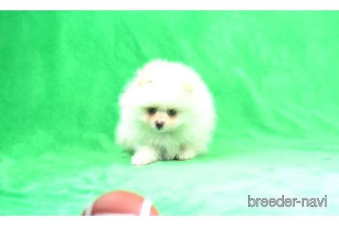 成約済の東京都のポメラニアン-170425の1枚目