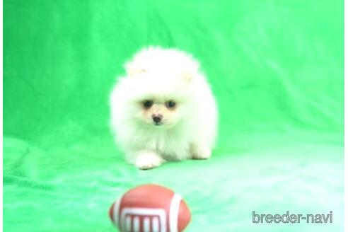 成約済の東京都のポメラニアン-170425の2枚目