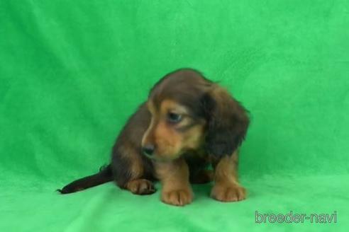 成約済の東京都のカニンヘンダックスフンド(ロングヘアード)-170427の1枚目