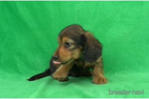 成約済の東京都のカニンヘンダックスフンド(ロングヘアード)-170427の2枚目