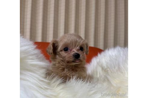成約済の茨城県のマルプー:マルチーズ×トイプードル-170430の3枚目