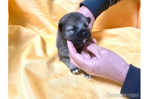 成約済の奈良県の豆柴-170440の2枚目