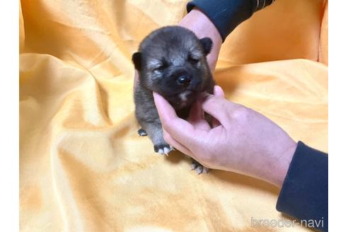 成約済の奈良県の豆柴-170440の3枚目