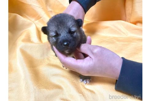 成約済の奈良県の豆柴-170440の4枚目