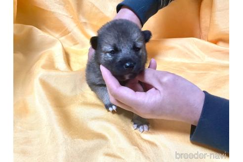 成約済の奈良県の豆柴-170440の5枚目