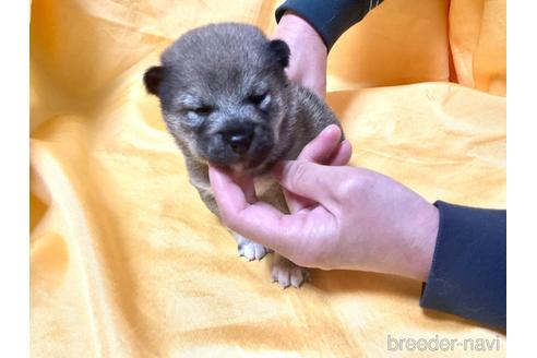 成約済の奈良県の豆柴-170442の2枚目
