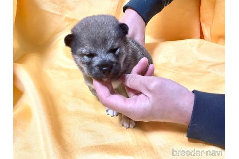 成約済の奈良県の豆柴-170442の4枚目