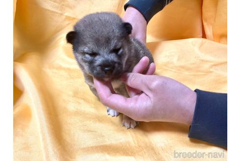 成約済の奈良県の豆柴-170442の3枚目