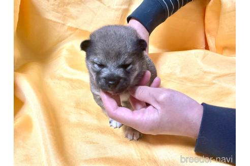 成約済の奈良県の豆柴-170442の5枚目