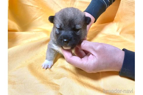 成約済の奈良県の豆柴-170443の3枚目