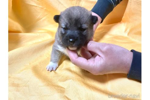 成約済の奈良県の豆柴-170443の4枚目